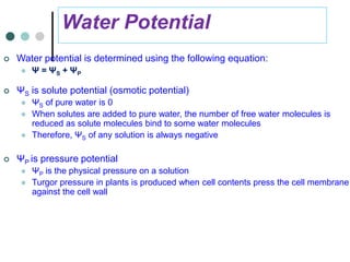 Water Potential
 Water potential is determined using the following equation:
 Ψ = ΨS + ΨP
 ΨS is solute potential (osmotic potential)
 ΨS of pure water is 0
 When solutes are added to pure water, the number of free water molecules is
reduced as solute molecules bind to some water molecules
 Therefore, ΨS of any solution is always negative
 ΨP is pressure potential
 ΨP is the physical pressure on a solution
 Turgor pressure in plants is produced when cell contents press the cell membrane
against the cell wall
 