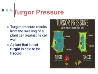 Turgor Pressure
 Turgor pressure results
from the swelling of a
plant cell against its cell
wall
 A plant that is not
turgid is said to be
flaccid
 