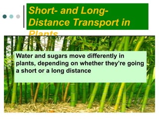 Short- and Long-
Distance Transport in
Plants
Water and sugars move differently in
plants, depending on whether they’re going
a short or a long distance
 