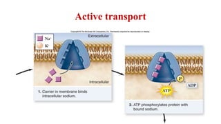 Transport of material across the cell membrane