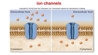 ion channels
 