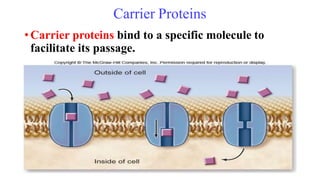 Carrier Proteins
•Carrier proteins bind to a specific molecule to
facilitate its passage.
 