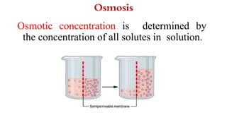 Osmosis
Osmotic concentration is determined by
the concentration of all solutes in solution.
 
