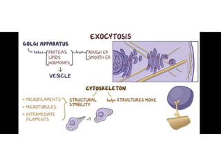 Transport Mechanisms & Endo and Exo.pptx