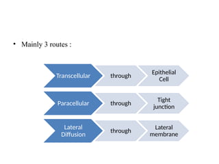 • Mainly 3 routes :
Transcellular through
Epithelial
Cell
Paracellular through
Tight
junction
Lateral
Diffusion
through
Lateral
membrane
 