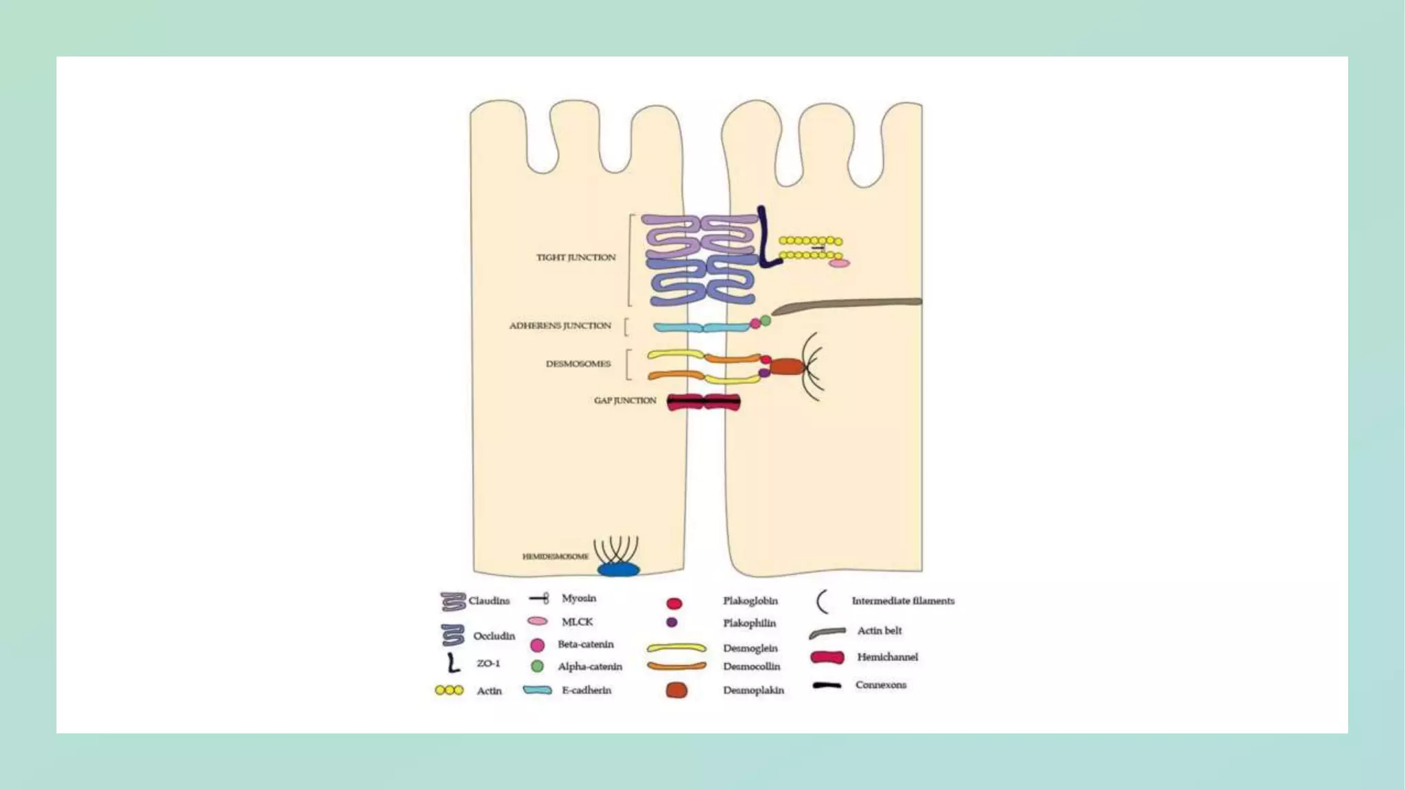Properties of GI tract, pH partition hypothesis 