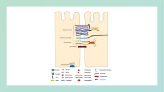 Properties of GI tract, pH partition hypothesis 