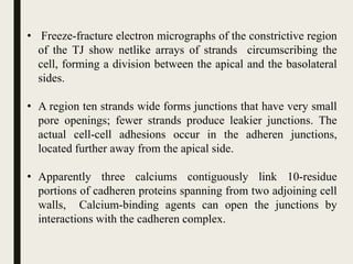 • Freeze-fracture electron micrographs of the constrictive region
of the TJ show netlike arrays of strands circumscribing the
cell, forming a division between the apical and the basolateral
sides.
• A region ten strands wide forms junctions that have very small
pore openings; fewer strands produce leakier junctions. The
actual cell-cell adhesions occur in the adheren junctions,
located further away from the apical side.
• Apparently three calciums contiguously link 10-residue
portions of cadheren proteins spanning from two adjoining cell
walls, Calcium-binding agents can open the junctions by
interactions with the cadheren complex.
 