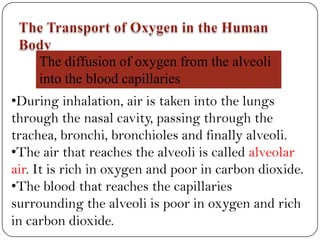 The diffusion of oxygen from the alveoli
into the blood capillaries
•During inhalation, air is taken into the lungs
through the nasal cavity, passing through the
trachea, bronchi, bronchioles and finally alveoli.
•The air that reaches the alveoli is called alveolar
air. It is rich in oxygen and poor in carbon dioxide.
•The blood that reaches the capillaries
surrounding the alveoli is poor in oxygen and rich
in carbon dioxide.
 