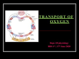 Dept. Of physiology
BDS 1st ; 17th June 2020
TRANSPORT OF
OXYGEN
 