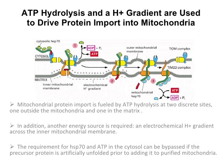 Transport Of Proteins