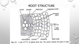 Transport of water\ water transport in plants | PPTX