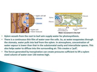 Transport of water and transpiration. | PPTX