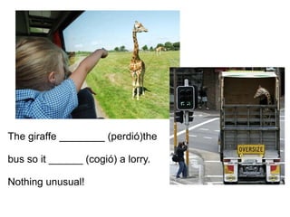 The giraffe ________ (perdió)the
bus so it ______ (cogió) a lorry.
Nothing unusual!
 
