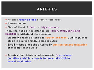  Arteries receive blood directly from heart
 Narrow lumen
 Flow of blood  fast + at high pressure
Thus, The walls of the arteries are THICK, MUSCULAR and
ELASTIC to withstand the pressure.
- Elastic enables arteries to stretch and recoil, which pushes
blood in spurts and gives rise to pulse
- Blood moves along the arteries by contraction and relaxation
of muscles in the walls.
 Arteries branch into smaller vessels  arterioles
(smallest), which connects to the smallest blood
vessel, capillaries
ARTERIES
 