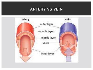 ARTERY VS VEIN
 