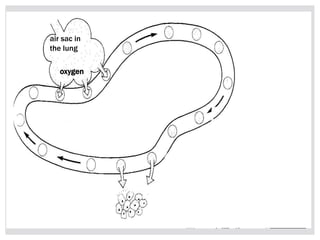 air sac in
the lung
oxygen
 