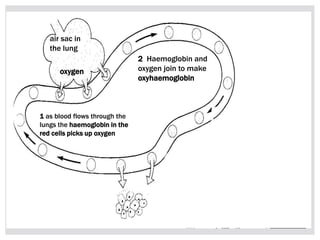 air sac in
the lung
oxygen
1 as blood flows through the
lungs the haemoglobin in the
red cells picks up oxygen
2 Haemoglobin and
oxygen join to make
oxyhaemoglobin
 
