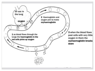 air sac in
the lung
oxygen
1 as blood flows through the
lungs the haemoglobin in the
red cells picks up oxygen
2 Haemoglobin and
oxygen join to make
oxyhaemoglobin
3 when the blood flows
past cells with very little
oxygen in them the
oxyhaemoglobin breaks
down
 
