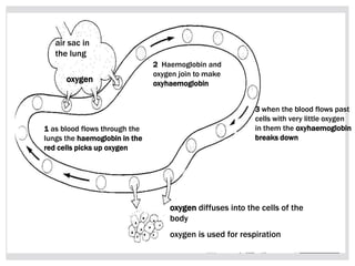 air sac in
the lung
oxygen
1 as blood flows through the
lungs the haemoglobin in the
red cells picks up oxygen
2 Haemoglobin and
oxygen join to make
oxyhaemoglobin
3 when the blood flows past
cells with very little oxygen
in them the oxyhaemoglobin
breaks down
oxygen diffuses into the cells of the
body
oxygen is used for respiration
 