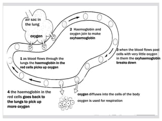 air sac in
the lung
oxygen
1 as blood flows through the
lungs the haemoglobin in the
red cells picks up oxygen
2 Haemoglobin and
oxygen join to make
oxyhaemoglobin
3 when the blood flows past
cells with very little oxygen
in them the oxyhaemoglobin
breaks down
oxygen diffuses into the cells of the body
oxygen is used for respiration
4 the haemoglobin in the
red cells goes back to
the lungs to pick up
more oxygen
 