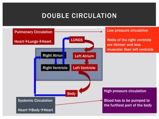DOUBLE CIRCULATION
LUNGS
Left Atrium
Left Ventricle
Body
Right Ventricle
Right Atrium
Pulmonary Circulation
HeartLungsHeart
Systemic Circulation
HeartBodyHeart
Low pressure circulation
Walls of the right ventricle
are thinner and less
muscular than left ventricle
High pressure circulation
Blood has to be pumped to
the furthest part of the body
 