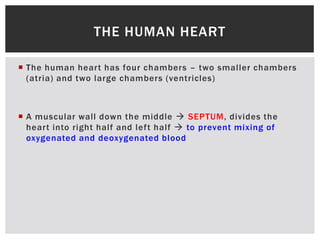 THE HUMAN HEART
 The human heart has four chambers – two smaller chambers
(atria) and two large chambers (ventricles)
 A muscular wall down the middle  SEPTUM, divides the
heart into right half and left half  to prevent mixing of
oxygenated and deoxygenated blood
 