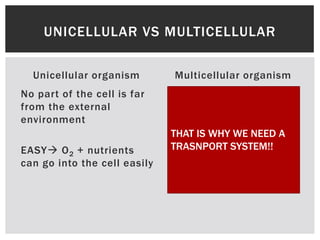 Unicellular organism
No part of the cell is far
from the external
environment
EASY O2 + nutrients
can go into the cell easily
Multicellular organism
Many cells are far from
the outside environment!
HARD diffusion alone
is not enough to bring
materials into these cells
UNICELLULAR VS MULTICELLULAR
THAT IS WHY WE NEED A
TRASNPORT SYSTEM!!
 