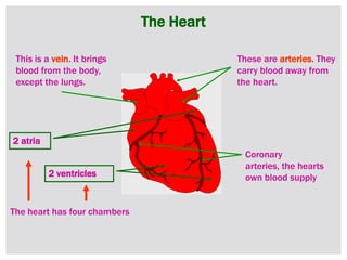 The Heart
These are arteries. They
carry blood away from
the heart.
This is a vein. It brings
blood from the body,
except the lungs.
Coronary
arteries, the hearts
own blood supply
The heart has four chambers
2 atria
2 ventricles
 