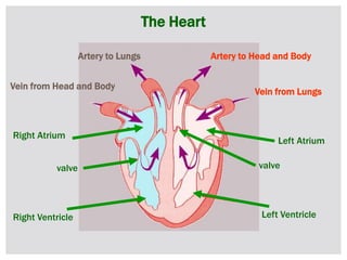 The Heart
Left Ventricle
Left Atrium
Right Atrium
Right Ventricle
valve
Vein from Lungs
Artery to Head and BodyArtery to Lungs
Vein from Head and Body
valve
 