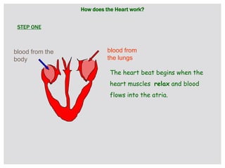 How does the Heart work?
blood from the
body
blood from
the lungs
The heart beat begins when the
heart muscles relax and blood
flows into the atria.
STEP ONE
 
