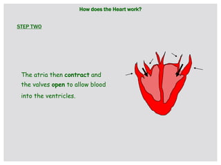 The atria then contract and
the valves open to allow blood
into the ventricles.
How does the Heart work?
STEP TWO
 
