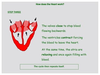 How does the Heart work?
The valves close to stop blood
flowing backwards.
The ventricles contract forcing
the blood to leave the heart.
At the same time, the atria are
relaxing and once again filling with
blood.
The cycle then repeats itself.
STEP THREE
 