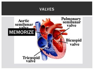 VALVES
MEMORIZE
 