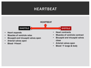 HEARTBEAT
HEARTBEAT
DIASTOLE SYSTOLE
• Heart expands
• Muscles of ventricle relax
• Bicuspid and tricuspid valves open
• Arterial valves open
• Blood heart
• Heart contracts
• Muscles of ventricle contract
• Bicuspid and tricuspid valves
close
• Arterial valves open
• Blood  lungs & body
 