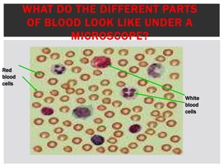 WHAT DO THE DIFFERENT PARTS
OF BLOOD LOOK LIKE UNDER A
MICROSCOPE?
Red
blood
cells
White
blood
cells
 