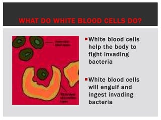 WHAT DO WHITE BLOOD CELLS DO?
White blood cells
help the body to
fight invading
bacteria
White blood cells
will engulf and
ingest invading
bacteria
 