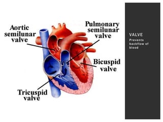 Prevents
backflow of
blood
VALVE
 