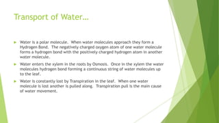 Transport of Water…


Water is a polar molecule. When water molecules approach they form a
Hydrogen Bond. The negatively charged oxygen atom of one water molecule
forms a hydrogen bond with the positively charged hydrogen atom in another
water molecule.



Water enters the xylem in the roots by Osmosis. Once in the xylem the water
molecules hydrogen bond forming a continuous string of water molecules up
to the leaf.



Water is constantly lost by Transpiration in the leaf. When one water
molecule is lost another is pulled along. Transpiration pull is the main cause
of water movement.

 