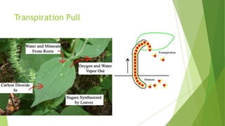 Transpiration Pull

 