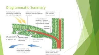 Diagrammatic Summary

 