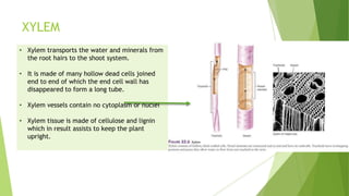 XYLEM
• Xylem transports the water and minerals from
the root hairs to the shoot system.
• It is made of many hollow dead cells joined
end to end of which the end cell wall has
disappeared to form a long tube.
• Xylem vessels contain no cytoplasm or nuclei
• Xylem tissue is made of cellulose and lignin
which in result assists to keep the plant
upright.

 