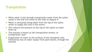 Transport system in plants