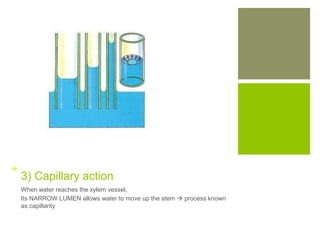 Transport system in plants | PPTX