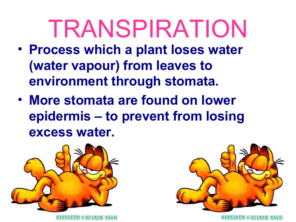Transport system in plants