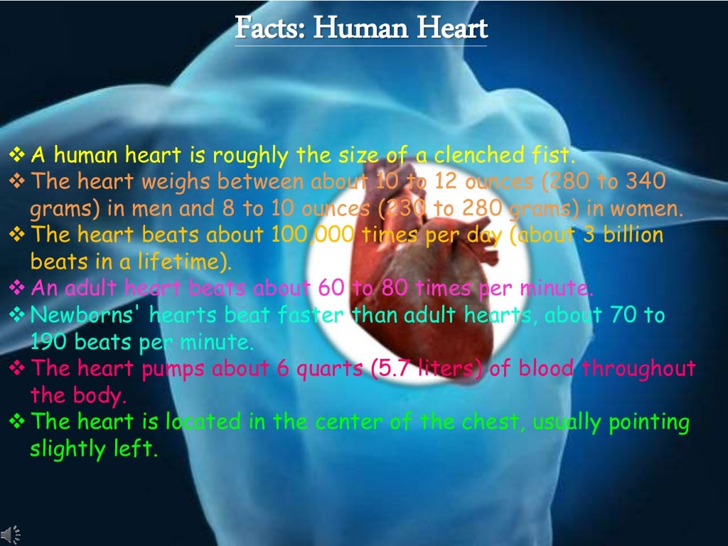 Transport system of human body