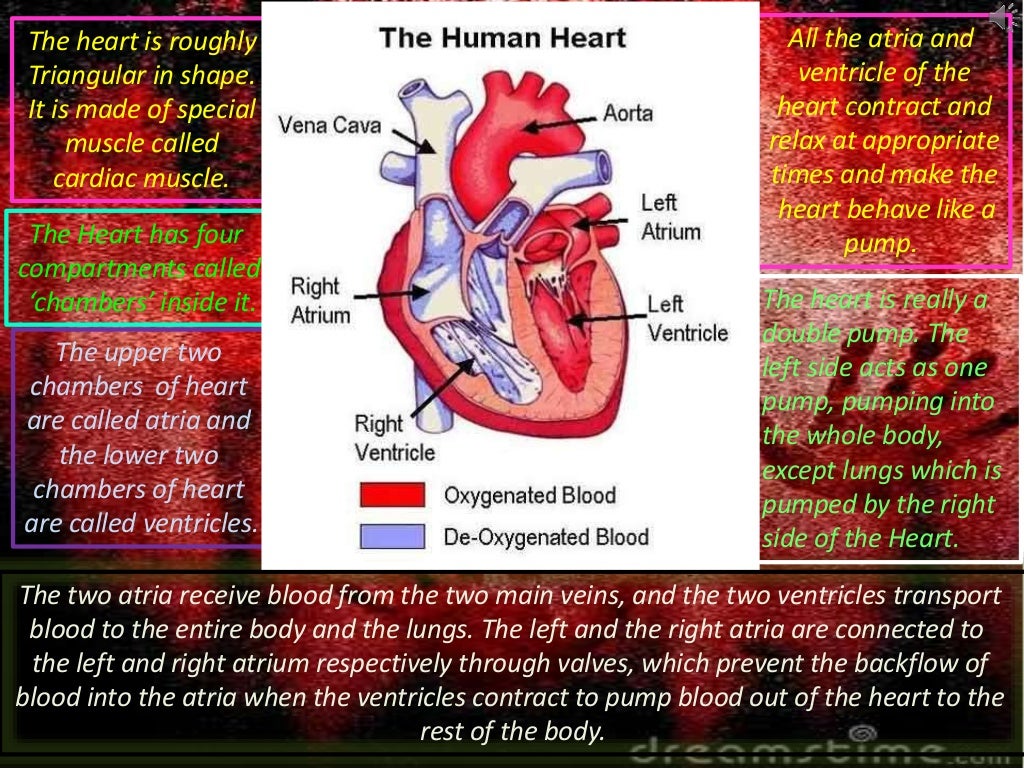 Transport system of human body