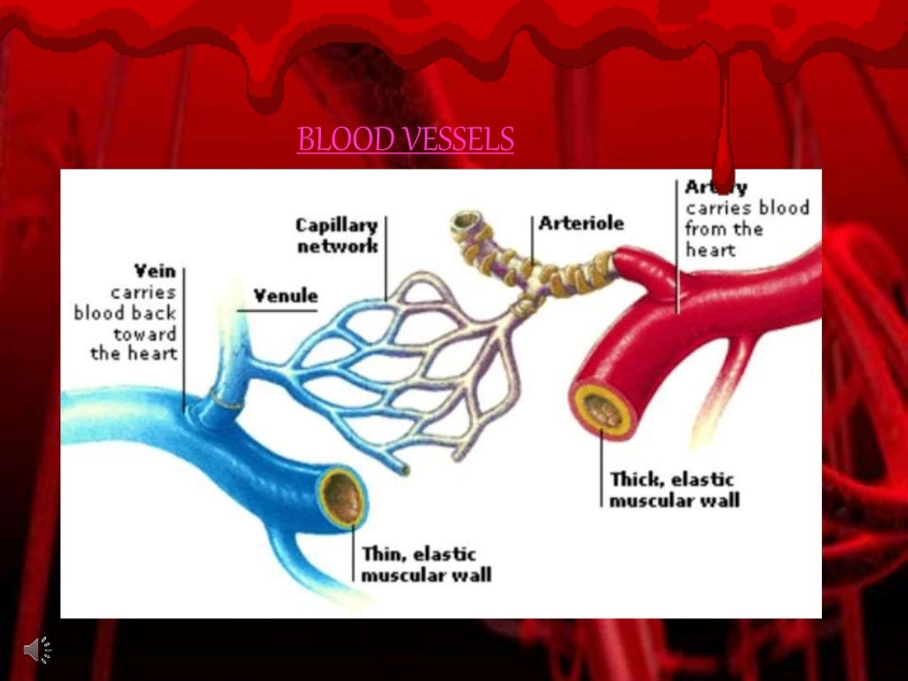 Transport system of human body