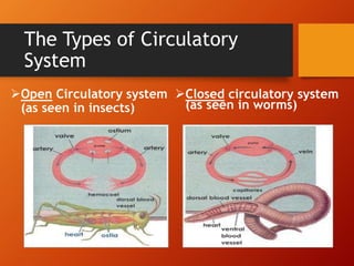 Transport Systems in Mammals | PPTX