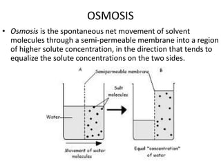 OSMOSIS
• Osmosis is the spontaneous net movement of solvent
molecules through a semi-permeable membrane into a region
of higher solute concentration, in the direction that tends to
equalize the solute concentrations on the two sides.
 